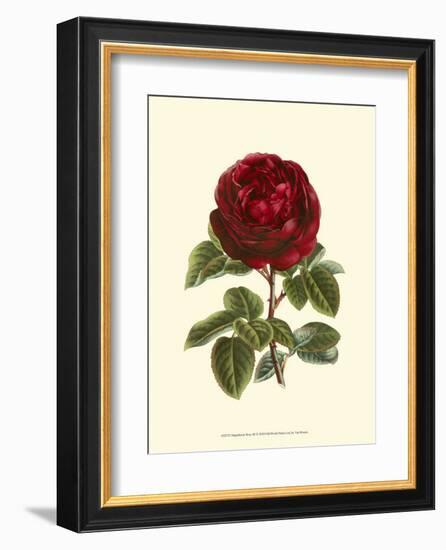 Magnificent Rose III-Ludwig Van Houtte-Framed Art Print