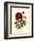 Magnificent Rose IV-Ludwig Van Houtte-Framed Art Print