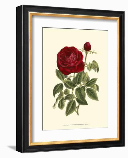 Magnificent Rose IV-Ludwig Van Houtte-Framed Art Print