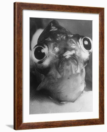 Magnified Frontal Closeup on Bugeyed Head of Fish-null-Framed Photographic Print