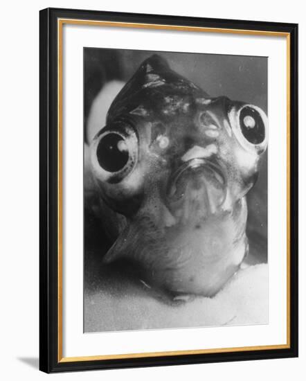Magnified Frontal Closeup on Bugeyed Head of Fish-null-Framed Photographic Print