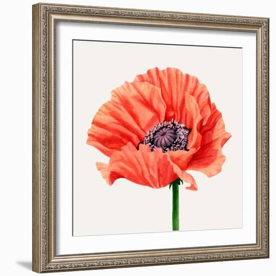 Magnified Poppy I-Grace Popp-Framed Art Print