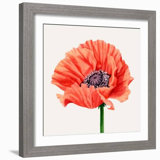 Magnified Poppy I-Grace Popp-Framed Art Print