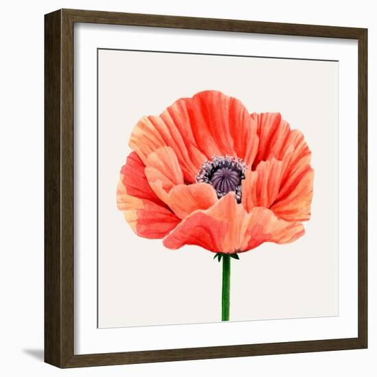 Magnified Poppy II-Grace Popp-Framed Art Print