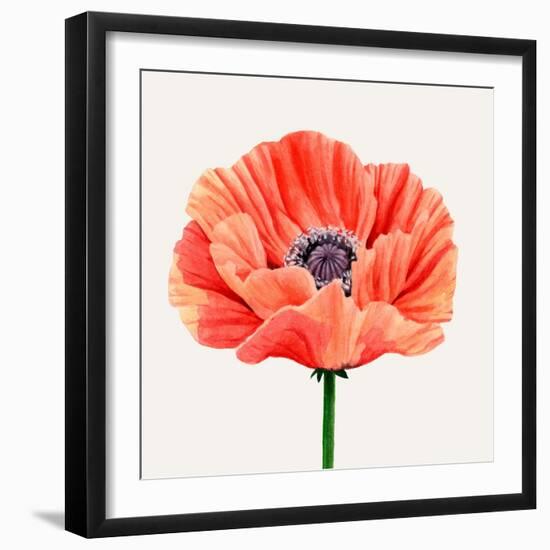 Magnified Poppy II-Grace Popp-Framed Art Print