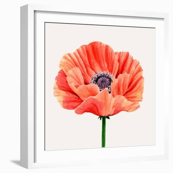 Magnified Poppy II-Grace Popp-Framed Art Print