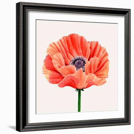Magnified Poppy II-Grace Popp-Framed Art Print