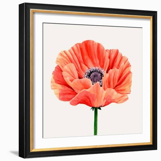Magnified Poppy II-Grace Popp-Framed Art Print