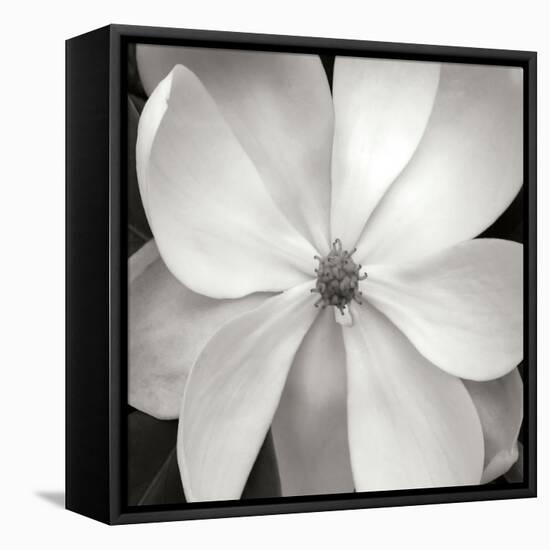 Magnloia III-Jim Christensen-Framed Premier Image Canvas