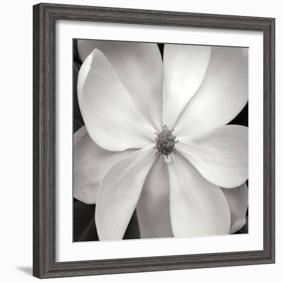 Magnloia III-Jim Christensen-Framed Photographic Print