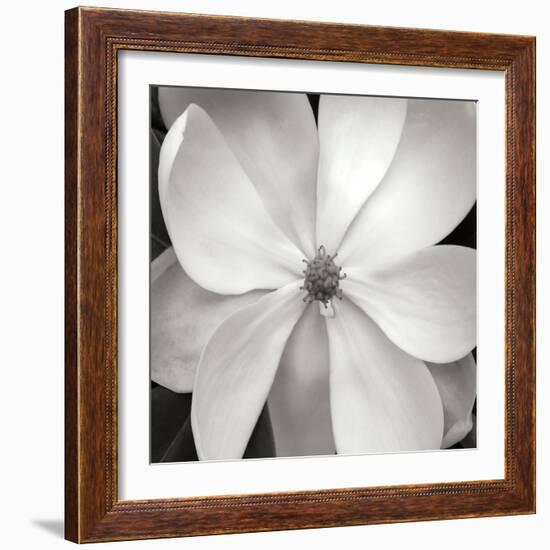 Magnloia III-Jim Christensen-Framed Photographic Print