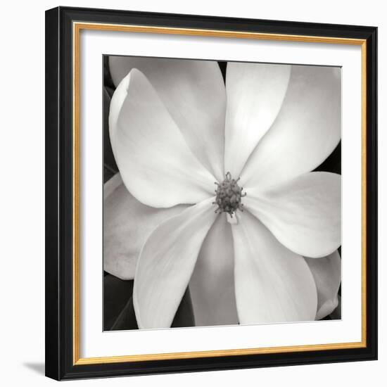 Magnloia III-Jim Christensen-Framed Photographic Print