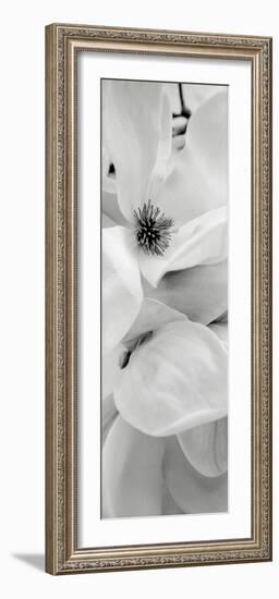 Magnolia 1-Alan Blaustein-Framed Photographic Print