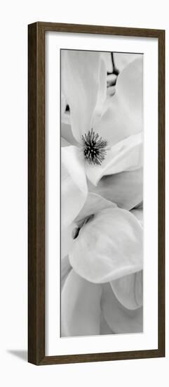 Magnolia 1-Alan Blaustein-Framed Photographic Print