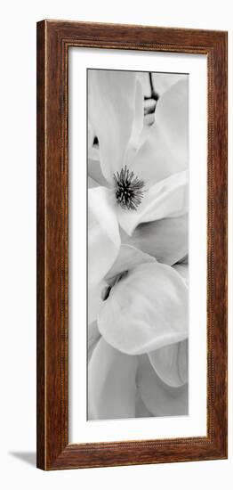 Magnolia 1-Alan Blaustein-Framed Photographic Print