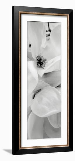 Magnolia 1-Alan Blaustein-Framed Photographic Print