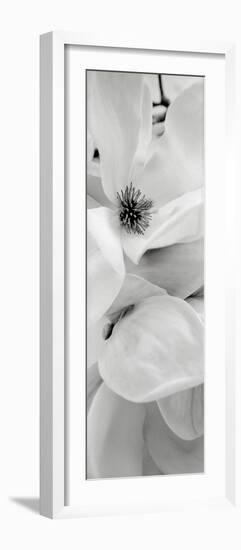 Magnolia 1-Alan Blaustein-Framed Photographic Print