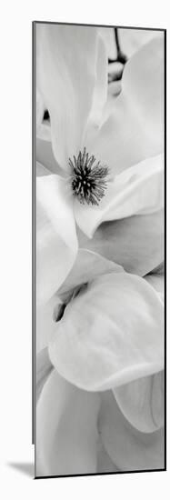 Magnolia 1-Alan Blaustein-Mounted Photographic Print