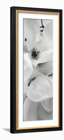 Magnolia 1-Alan Blaustein-Framed Photographic Print