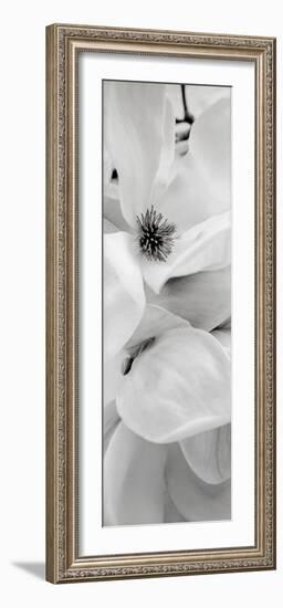 Magnolia #1-Alan Blaustein-Framed Photographic Print