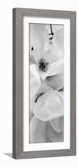 Magnolia #1-Alan Blaustein-Framed Photographic Print