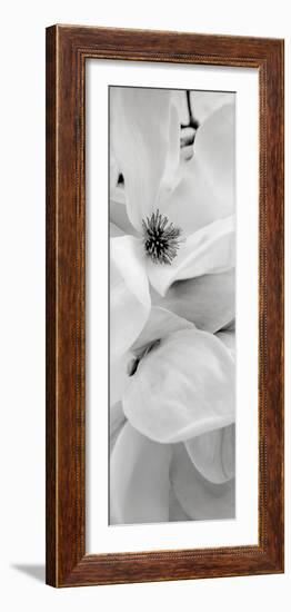 Magnolia #1-Alan Blaustein-Framed Photographic Print