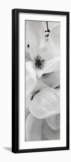 Magnolia #1-Alan Blaustein-Framed Photographic Print