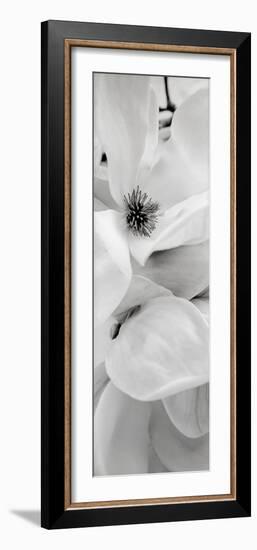 Magnolia #1-Alan Blaustein-Framed Photographic Print