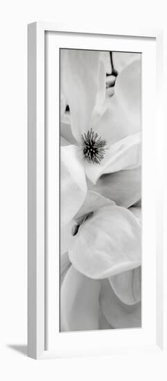 Magnolia #1-Alan Blaustein-Framed Photographic Print