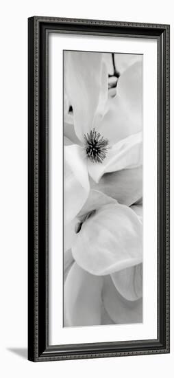 Magnolia #1-Alan Blaustein-Framed Photographic Print