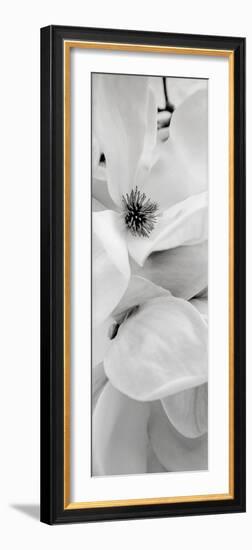 Magnolia #1-Alan Blaustein-Framed Photographic Print