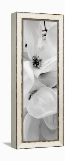 Magnolia #1-Alan Blaustein-Framed Premier Image Canvas