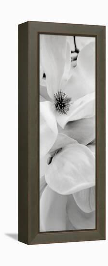 Magnolia #1-Alan Blaustein-Framed Premier Image Canvas