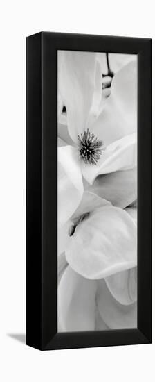 Magnolia #1-Alan Blaustein-Framed Premier Image Canvas