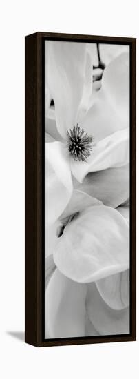 Magnolia #1-Alan Blaustein-Framed Premier Image Canvas