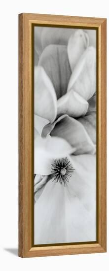 Magnolia #2-Alan Blaustein-Framed Premier Image Canvas