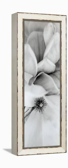 Magnolia #2-Alan Blaustein-Framed Premier Image Canvas