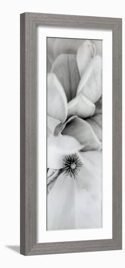 Magnolia #2-Alan Blaustein-Framed Photographic Print