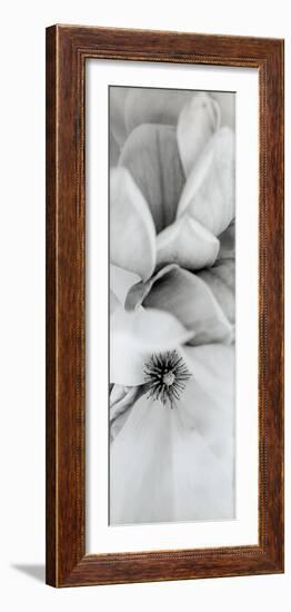 Magnolia #2-Alan Blaustein-Framed Photographic Print