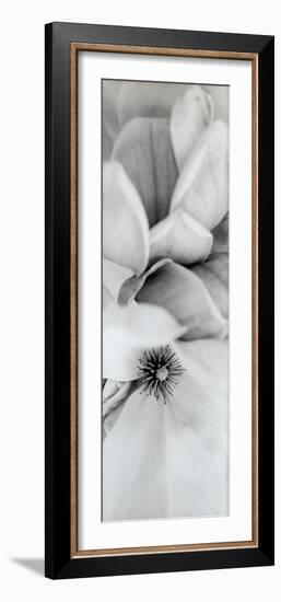 Magnolia #2-Alan Blaustein-Framed Photographic Print