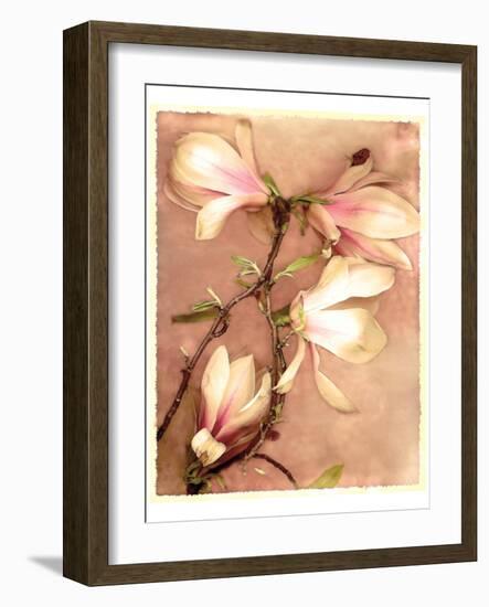 Magnolia and Cream II-Richard Sutton-Framed Art Print