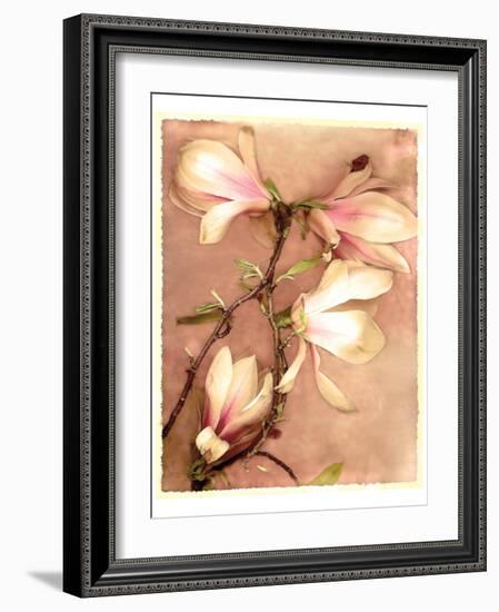 Magnolia and Cream II-Richard Sutton-Framed Art Print