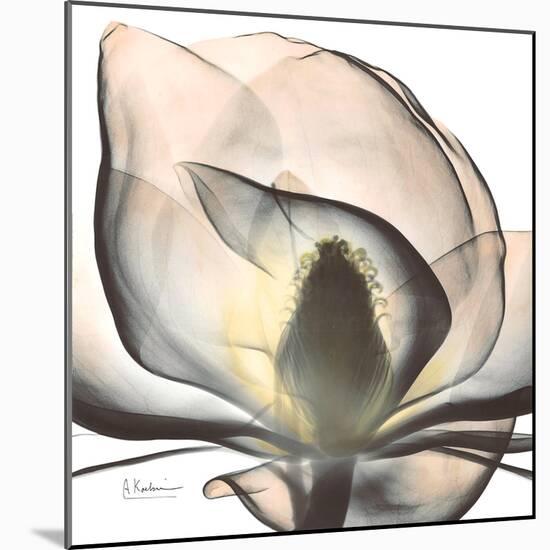 Magnolia Beauty-Albert Koetsier-Mounted Premium Giclee Print