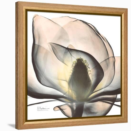 Magnolia Beauty-Albert Koetsier-Framed Stretched Canvas