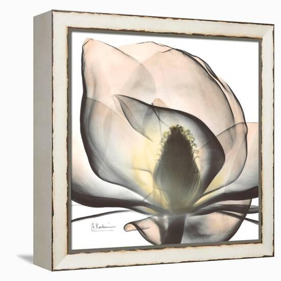 Magnolia Beauty-Albert Koetsier-Framed Stretched Canvas