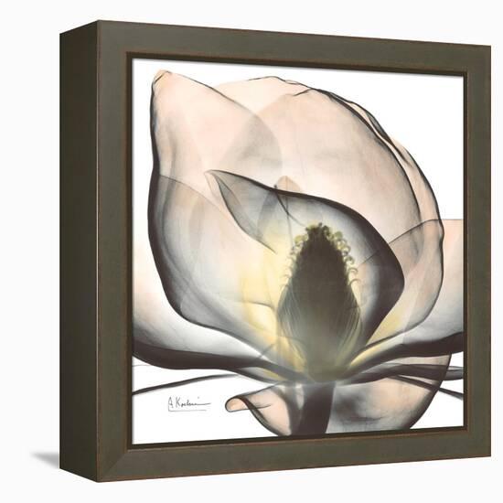 Magnolia Beauty-Albert Koetsier-Framed Stretched Canvas