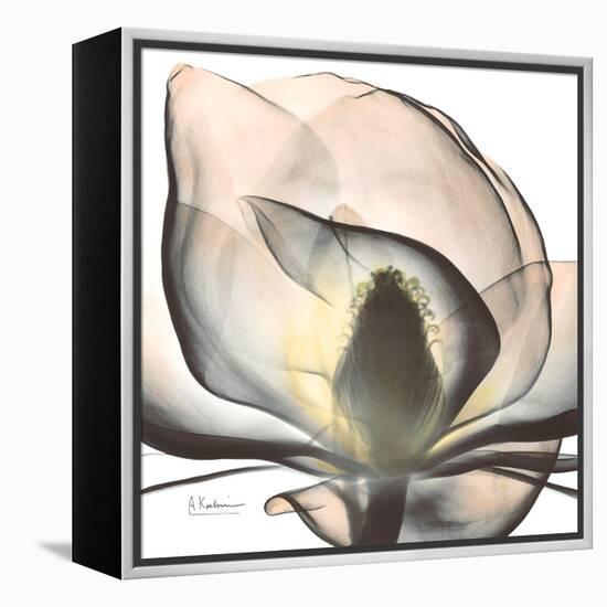 Magnolia Beauty-Albert Koetsier-Framed Stretched Canvas