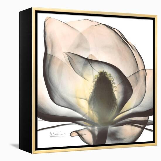 Magnolia Beauty-Albert Koetsier-Framed Stretched Canvas