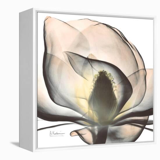 Magnolia Beauty-Albert Koetsier-Framed Stretched Canvas