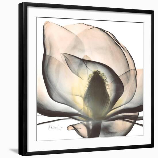 Magnolia Beauty-Albert Koetsier-Framed Giclee Print